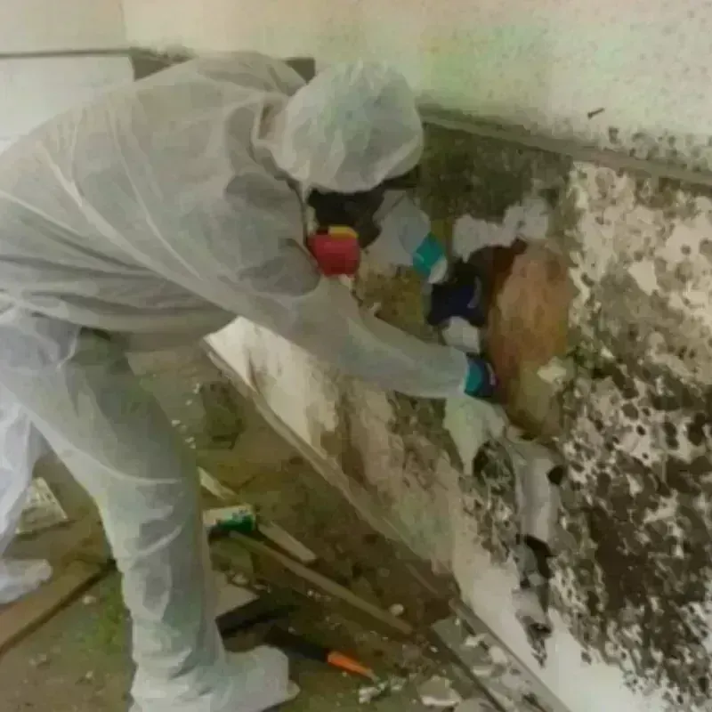 Mold Remediation and Removal in Guayanilla, PR